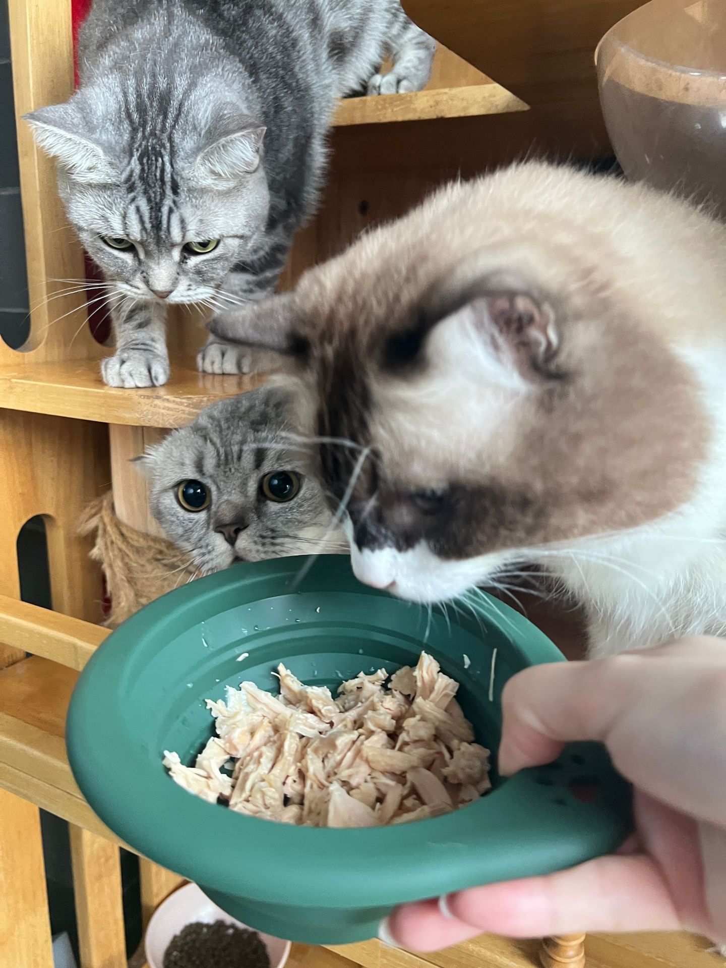 Ciotola portatile in silicone  - Travel Accessories Dog recensione e prezzo